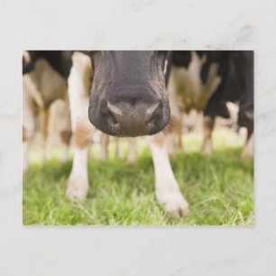Cow nose postcard