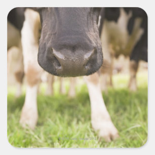 Cow nose square sticker