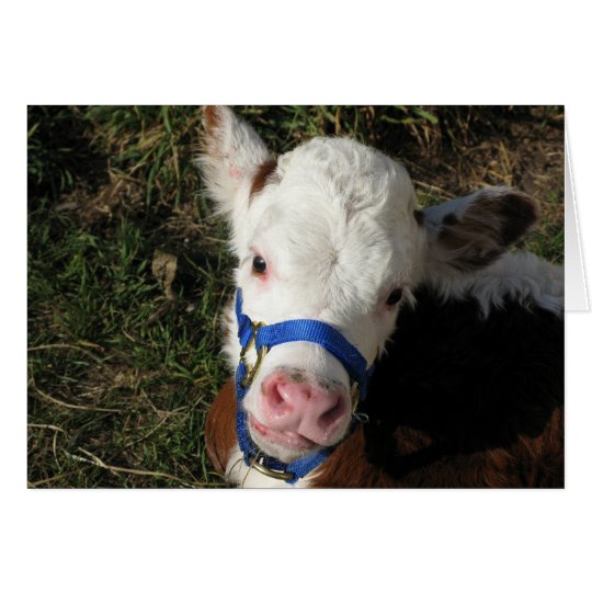 Cow Note Card