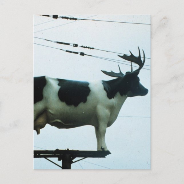 Cow on a Telephone Pole Postcard (Front)