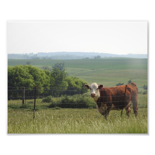 Cow on the Farm with Pretty Background Photo Print (Front)