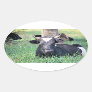 Cow Oval Sticker