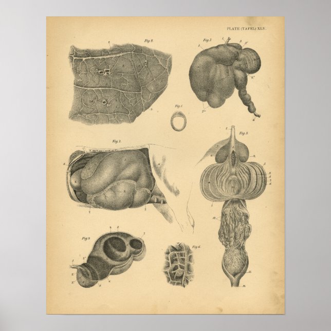 Cow Ox Lung Stomach Anatomy 1908 Vintage Print (Front)