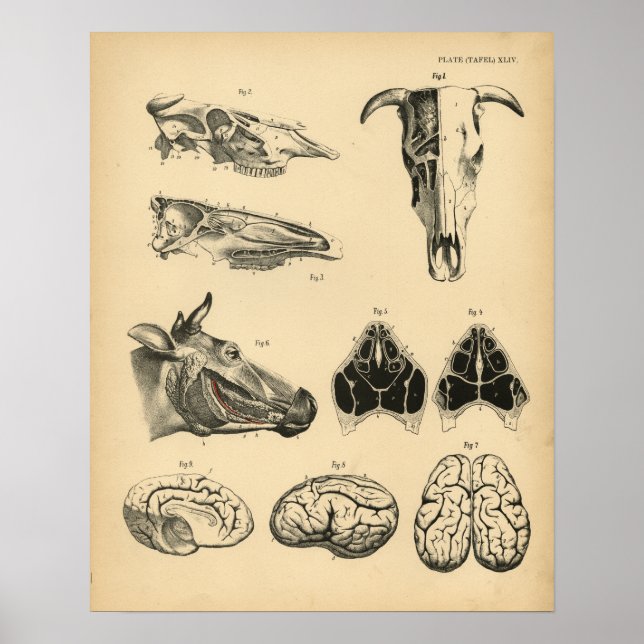 Cow Ox Skull Brain Anatomy 1908 Vintage Print (Front)