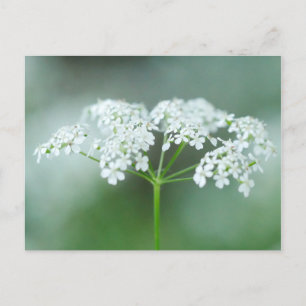 Cow Parsley Flower Postcard