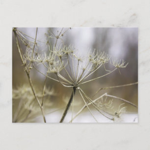 Cow parsley postcard