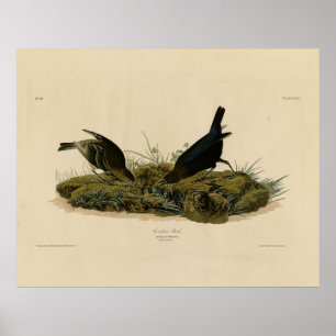 Cow-pen Bird (Cowbird) Audubon's Birds of America Poster