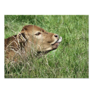 COW PHOTO PRINT