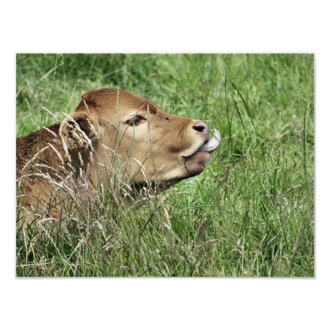 COW PHOTO PRINT (Front)