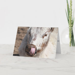 Cow Picking Nose Greeting Card