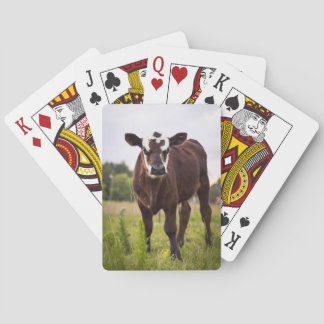 Cow Playing Cards