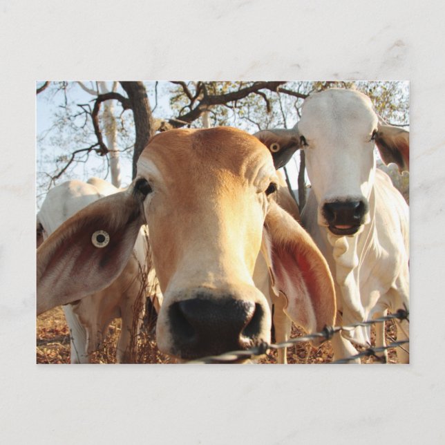 Cow Postcard (Front)