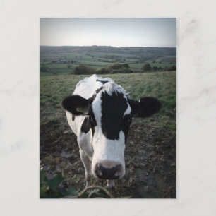 Cow Postcard