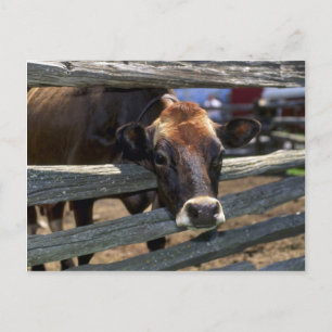 Cow Postcard