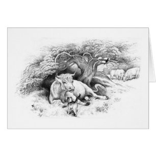 Cow Resting Card