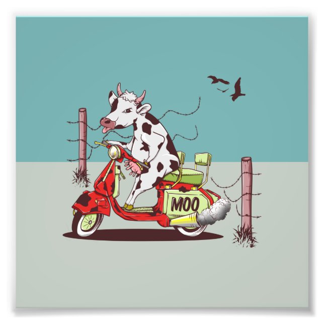 Cow riding a moped photo print (Front)
