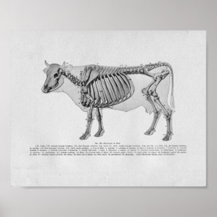 Cow Skeletal Anatomy Vintage Print