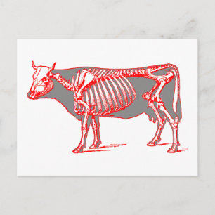 Cow skeleton postcard