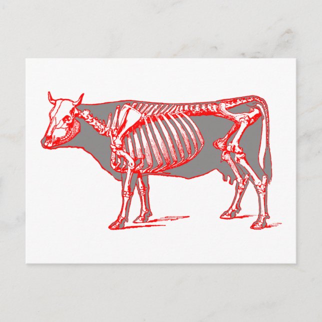 Cow skeleton postcard (Front)