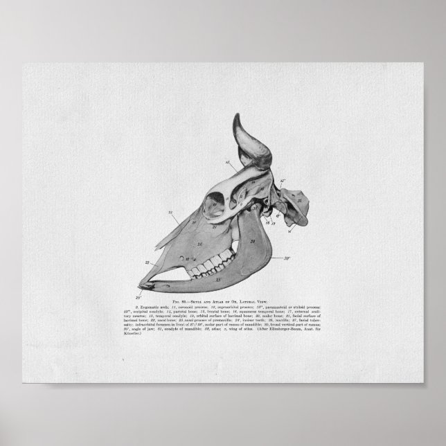 Cow Skull Anatomy Vintage Print (Front)