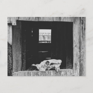 Cow Skull Postcard