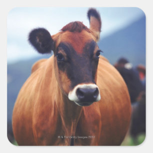 cow square sticker