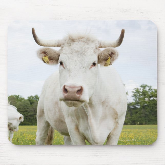 Cow standing in grassy field mouse pad (Front)