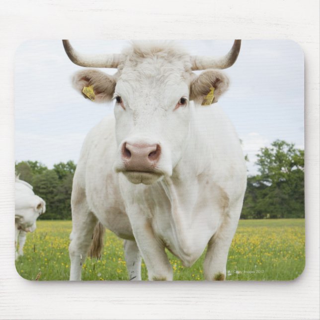 Cow standing in grassy field mouse pad (Front)