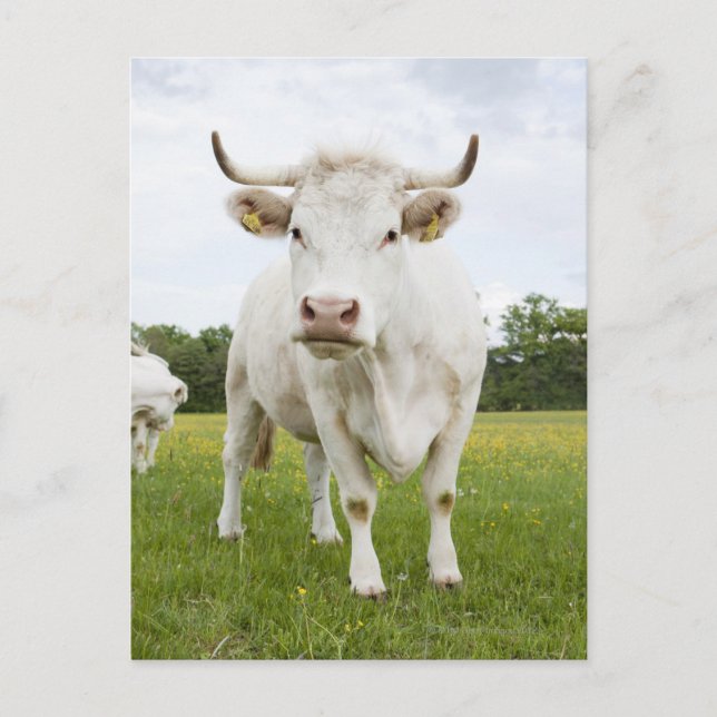 Cow standing in grassy field postcard (Front)