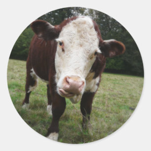 Cow Sticking Out Tongue Classic Round Sticker