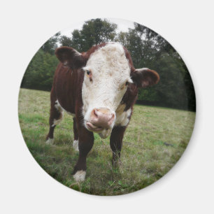 Cow Sticking Out Tongue Magnet