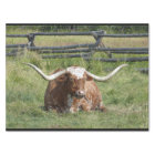 Cow Texas Longhorn Photo