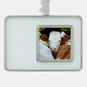 Cow with a ring in the nostrils postcard classic r silver plated framed ornament