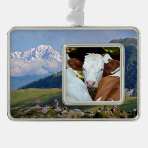 Cow with a ring in the nostrils postcard classic r silver plated framed ornament