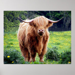 Cow with big horns beautiful nature scenery poster