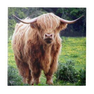 Cow with big horns beautiful nature scenery tile