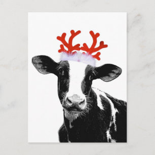 Cow with Reindeer Antlers Holiday Postcard