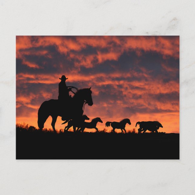 Cowboy and Wild Horses Roundup Postcard (Front)