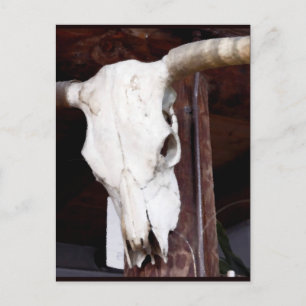 Cowboy art western cattle skull postcard