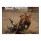 Cowboy falls from bucking bronc