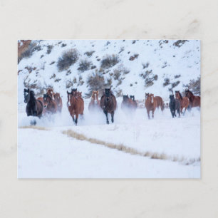 Cowboy Horse Drive Hideout Ranch Shell, Wyoming Postcard