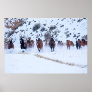 Cowboy Horse Drive   Hideout Ranch Shell, Wyoming Poster