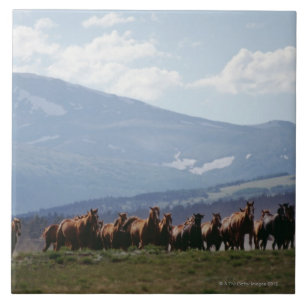 Cowboy moving herd of horses tile