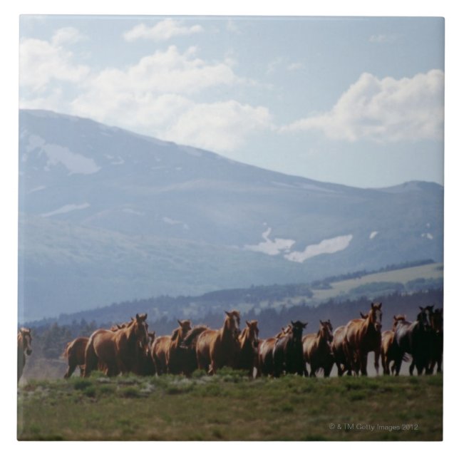 Cowboy moving herd of horses tile (Front)