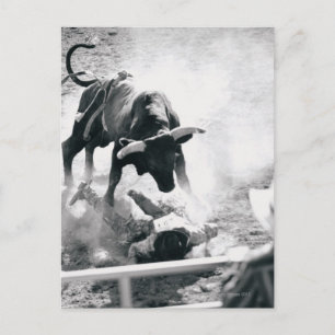 Cowboy on ground after falling off bull postcard