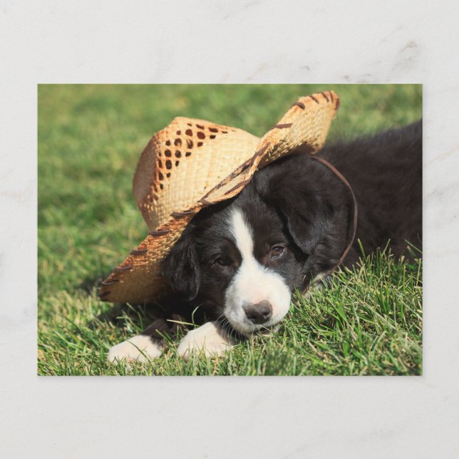 Cowboy Puppy Postcard (Front)