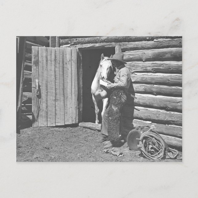 Cowboy reading a letter. postcard (Front)