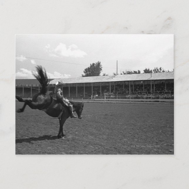Cowboy riding horse in rodeo, (B&W) Postcard (Front)