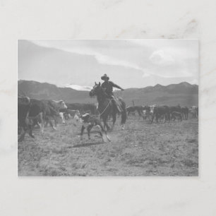 Cowboy roping a calf for spring branding. postcard