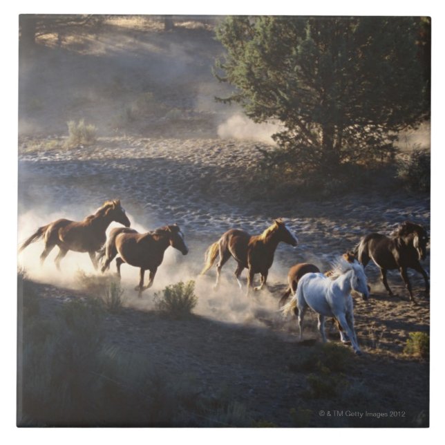 Cowboy with herd of horses tile (Front)